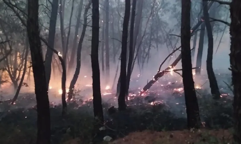 WWF Ελλάς: Κάηκε μέρος ενός από τα σημαντικότερα δασικά οικοσυστήματα της Ελλάδας και της Ευρώπης