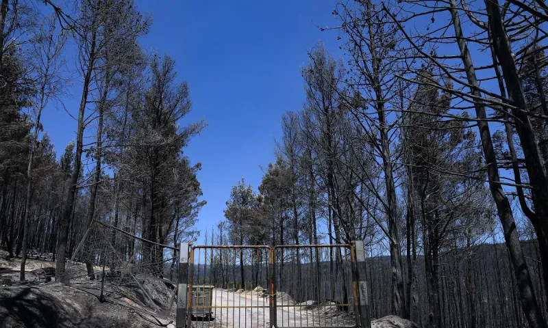 Φωτιά: Οι προφητικές δηλώσεις για την «πυριτιδαποθήκη» στην Ιπποκράτειο Πολιτεία