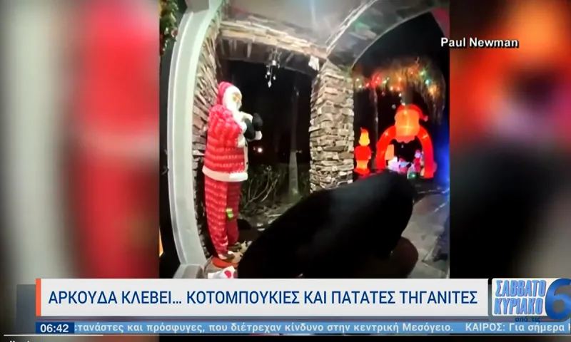 Viral: Αρκούδα - μερακλής κλέβει κοτομπουκιές και πατάτες τηγανιτές! (vid)