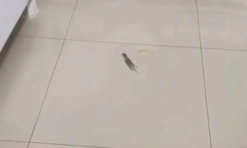 Viral: Απίστευτο βίντεο - Μωρό χταπόδι κολυμπάει σε πλημμυρισμένο διαμέρισμα!