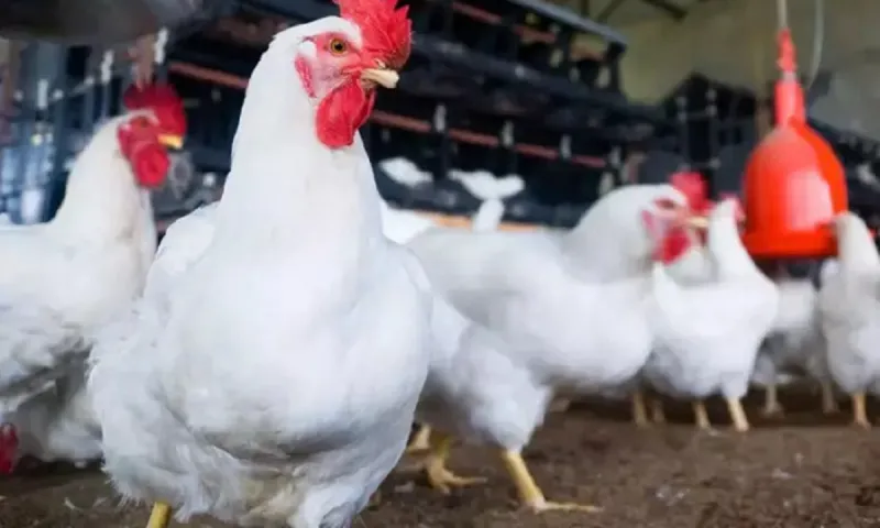 Θανατηφόρα βακτήρια εντοπίστηκαν σε τουρκικά κοτόπουλα