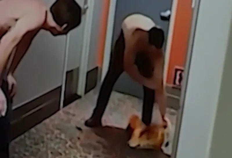 Ένοχος ο τουρίστας που άρπαξε φλαμίνγκο από καζίνο (video)