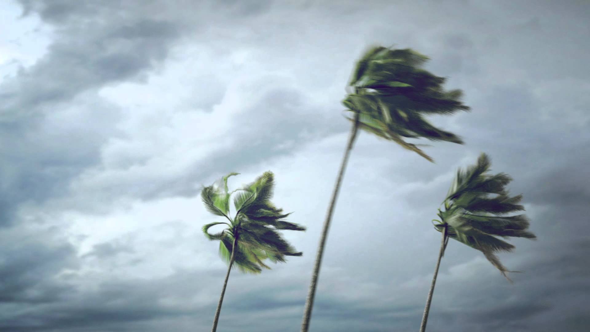 Каленными ветром. Пальмы на ветру. Сильный ветер. Сильный ветер цветы. Ветер пальмы дождь.