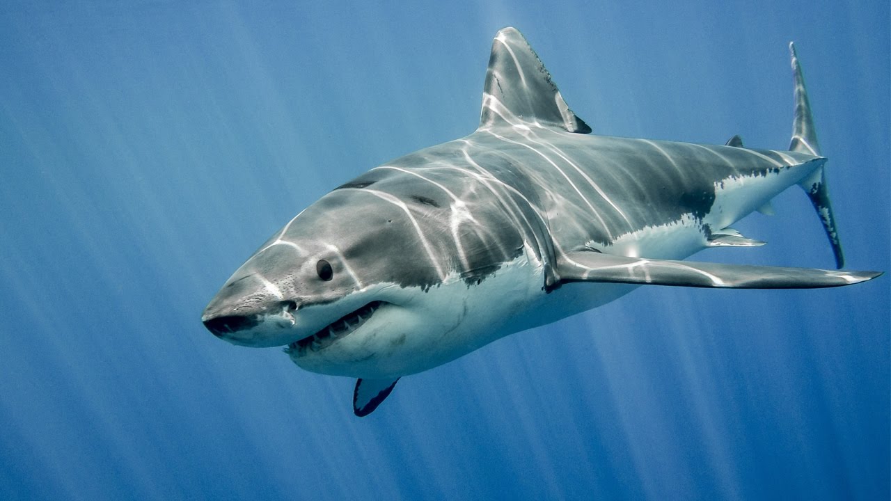 Επίθεση καρχαρία στην Αυστραλία με δύο θύματα