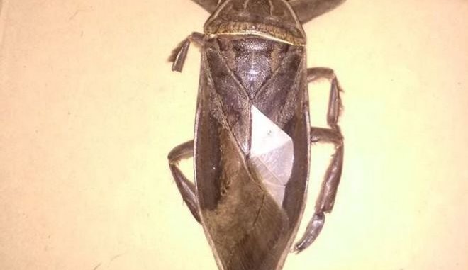 Σαρκοφάγο έντομο που βρέθηκε στη Λαμία (vid)