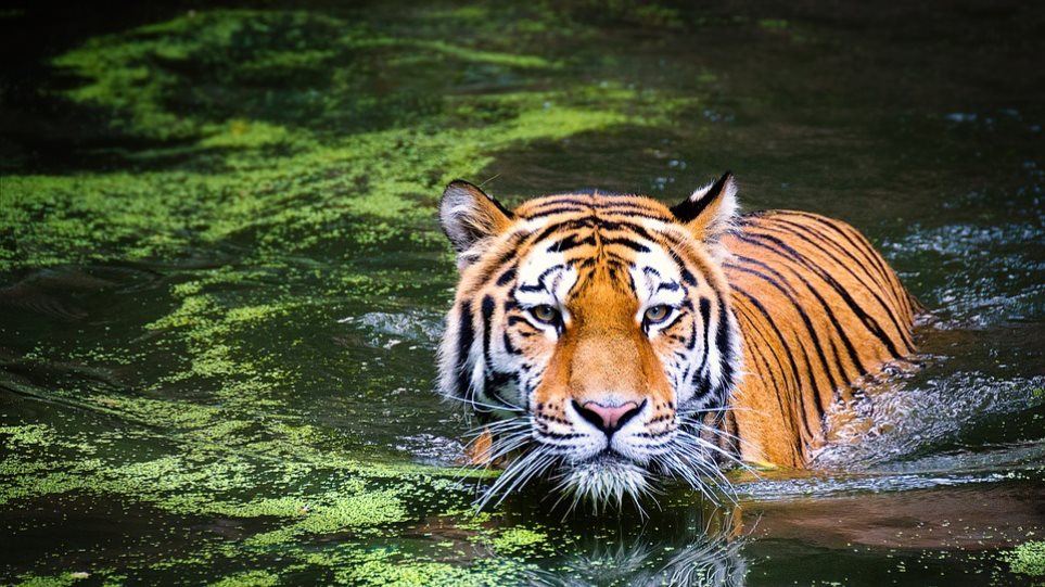 WWF: Ο πλανήτης μας έχασε το 60% του πληθυσμού των άγριων ζώων σε διάστημα 40 ετών!