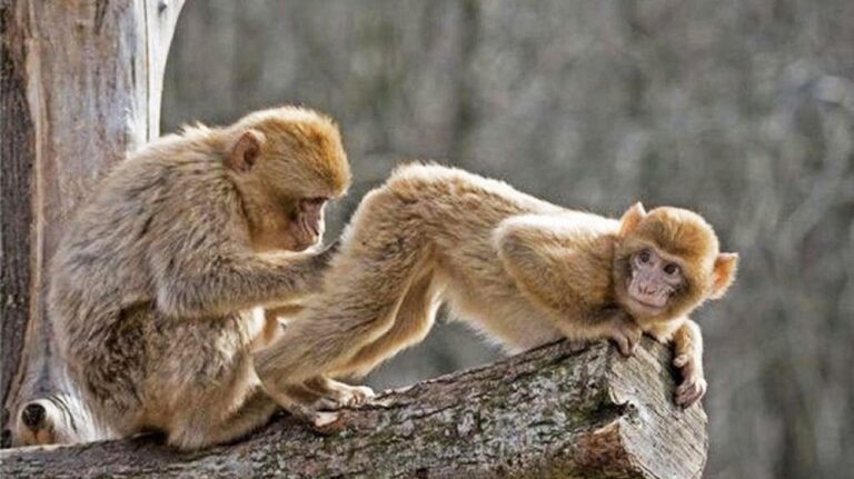 Εμείς φταίμε για τους «πίθηκους» της ζωής μας