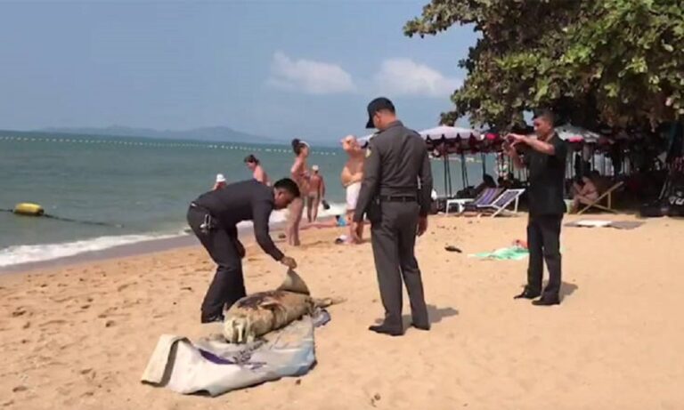 «Μυστηριώδες» πλάσμα  ξεβράστηκε σε παραλία της Ταϊλάνδης
