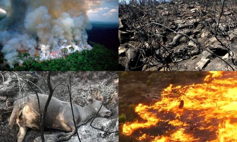 Αμαζόνιος: Παγκόσμια κραυγή αγωνίας για την ανυπολόγιστη καταστροφή