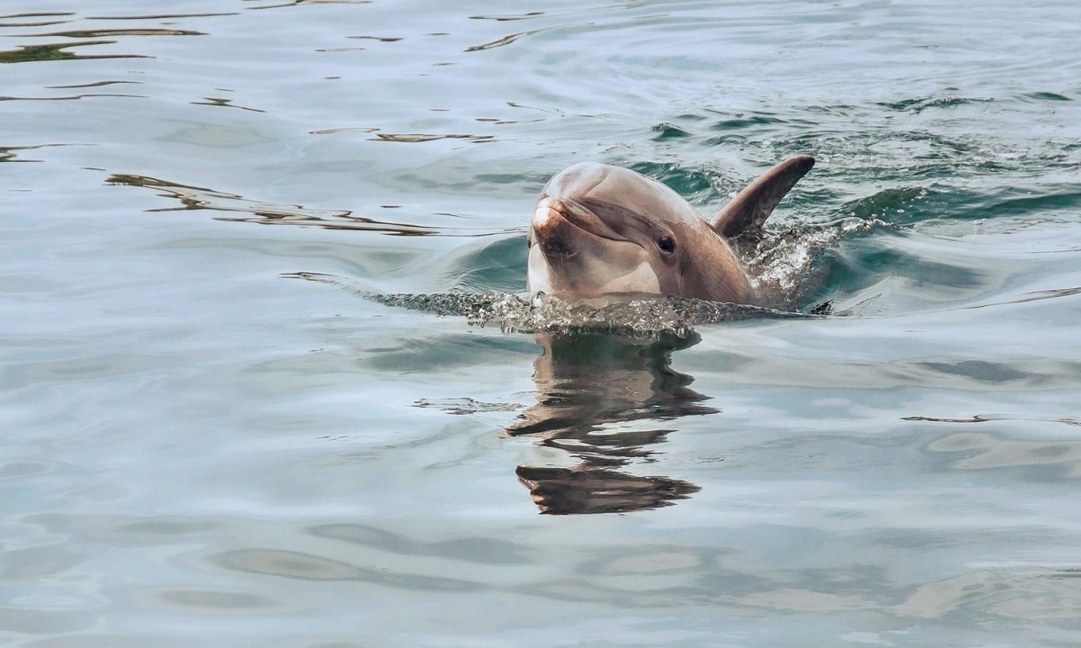 Κορονοϊός Ιταλία: Δελφίνια στη Βενετία (vid)