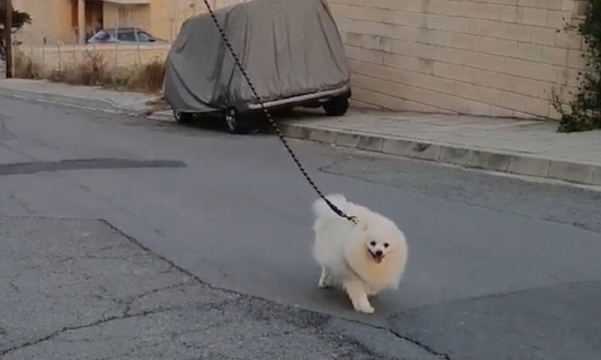 Κύπριος βγάζει τον σκύλο του βόλτα με... drone! (vid)
