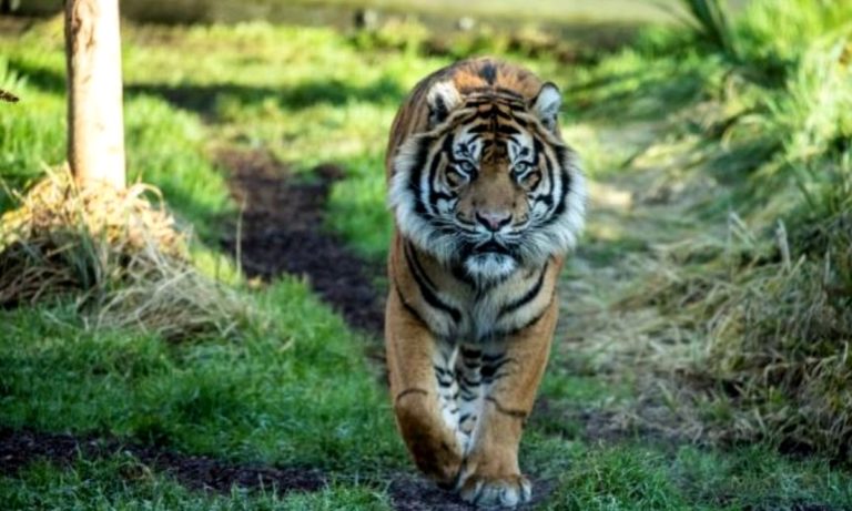 Κορονοϊός: Τίγρης βρέθηκε θετική στις ΗΠΑ – Τι εκτιμούν οι ειδικοί