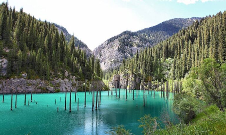 Απίστευτο: Πανέμορφα δάση βυθισμένα στο νερό (pics)