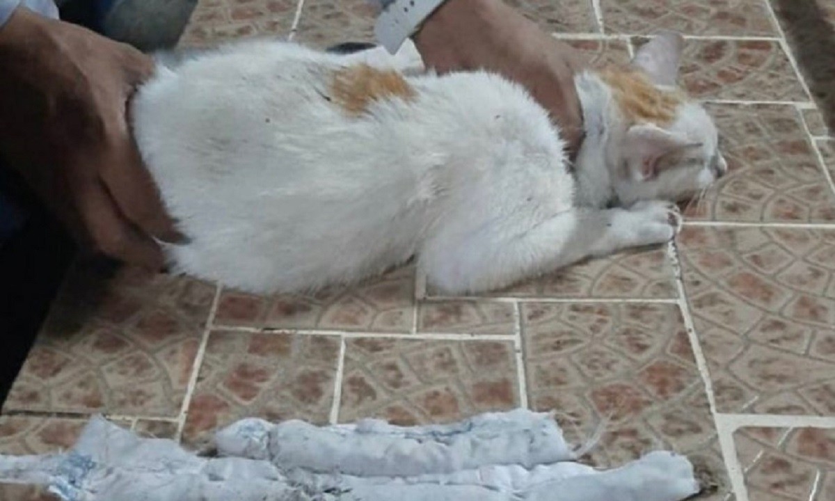 Παναμάς – Απίστευτο: «Συνελήφθη» γάτος-βαποράκι έξω από φυλακή (pic)