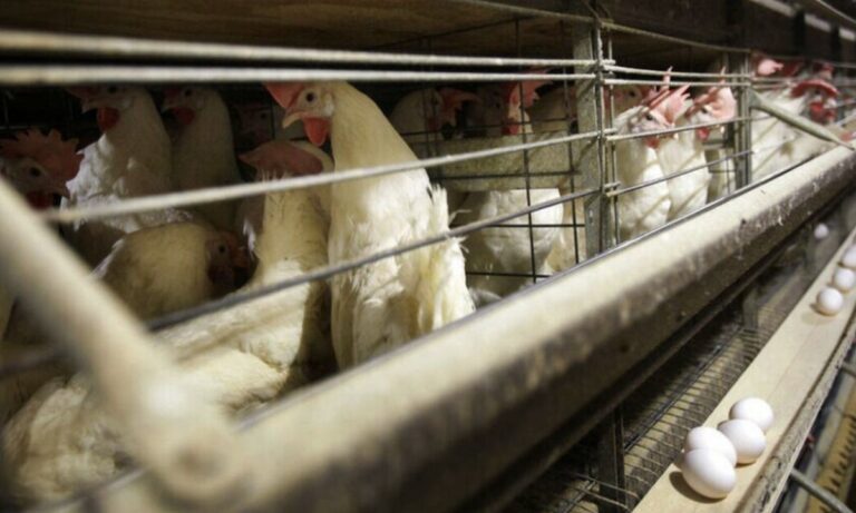 Kίνα: Πρώτο κρούσμα του στελέχους H10N3 της γρίπης των πτηνών σε άνθρωπο