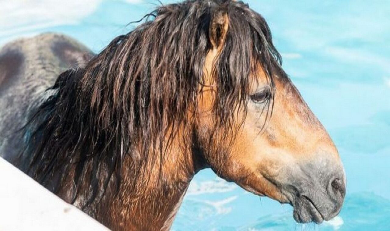 Viral: Στην Κεφαλονιά, ένα άλογο, φαίνεται πως δεν άντεξε την ζέστη και βούτηξε μέσα σε μία πισίνα.