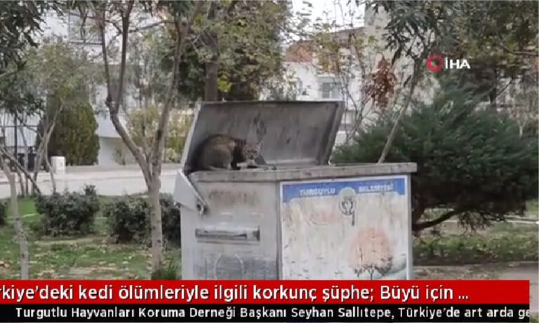 Τουρκία: Τρομακτικές υποψίες για τους θανάτους γατών: Σκοτώνουν για μαγεία!