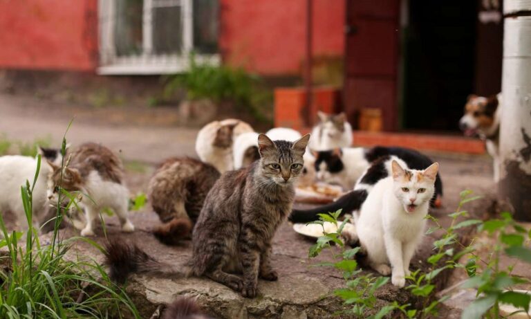 Θεσσαλονίκη: Κτηνωδία και φρίκη – Δηλητηρίασαν 20 γάτες
