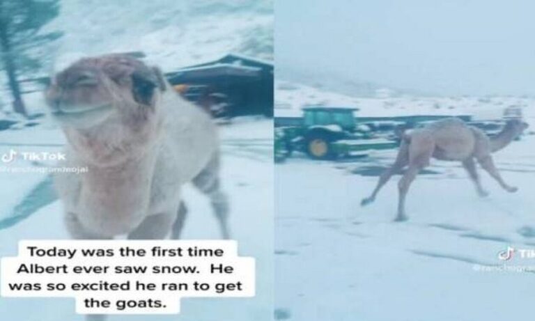 Viral: Καμήλα χορεύει στο χιόνι ενθουσιασμένη που το είδε για πρώτη φορά - Δείτε το απίστευτο βίντεο.