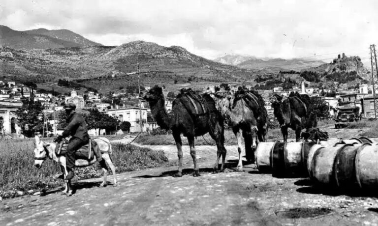 Τι έγιναν οι καμήλες της Ελλαδας