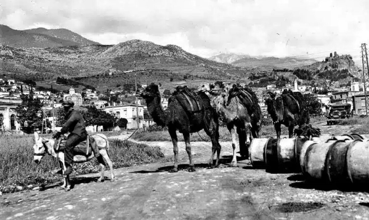 Τι έγιναν οι καμήλες της Ελλαδας