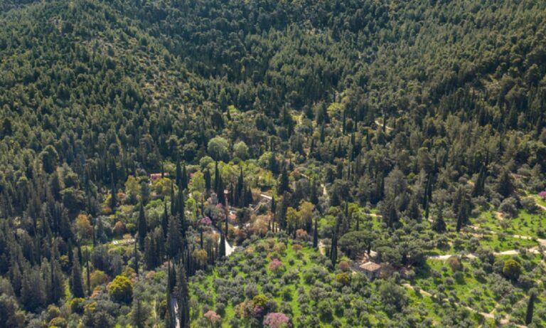 Πότε δημιουργήθηκε το δάσος του Υμηττού;