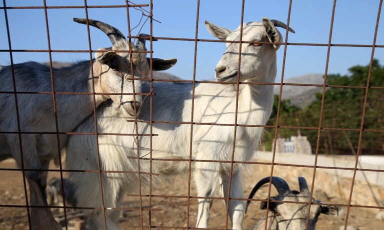 Τι θα γινόταν αν σταματάγαμε όλοι οι άνθρωποι να τρώμε κρέας;