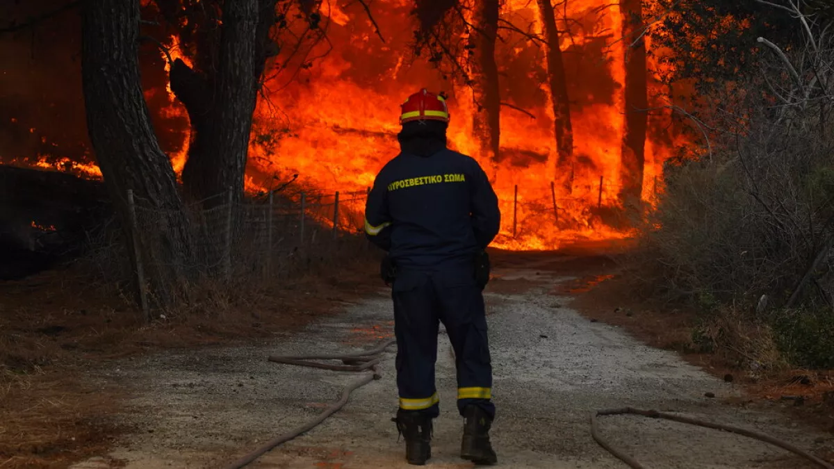 Αντίκτυποι της Μεγαλύτερης Δασικής Πυρκαγιάς στην Ευρώπη: Δάσος Δαδιάς και Η Οικολογική Ανάκαμψη